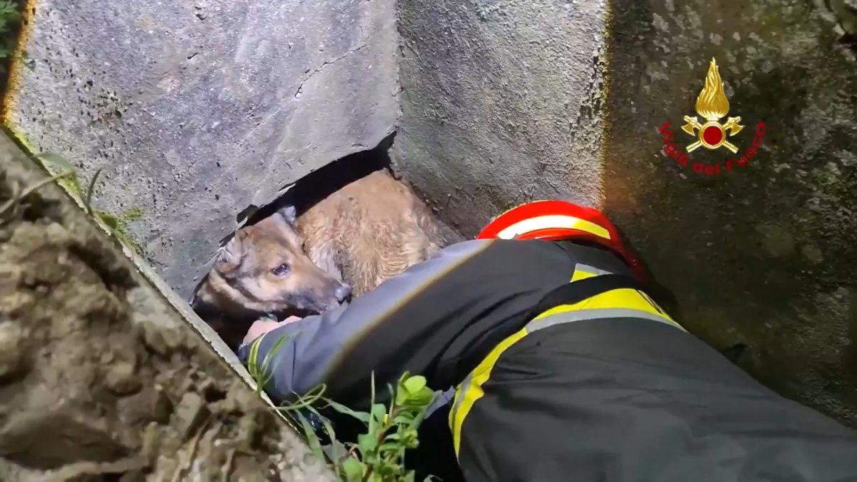 Il salvataggio a Sesto Fiorentino di un cane intrappolato