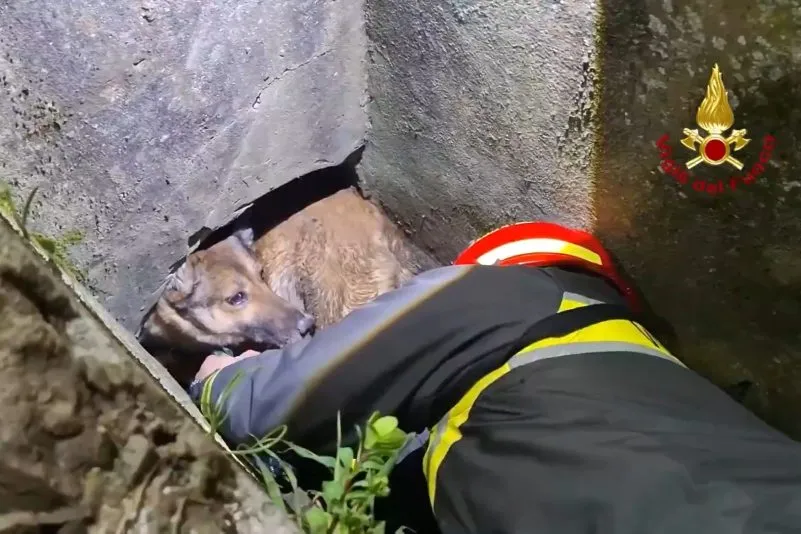 Il salvataggio a Sesto Fiorentino di un cane intrappolato
