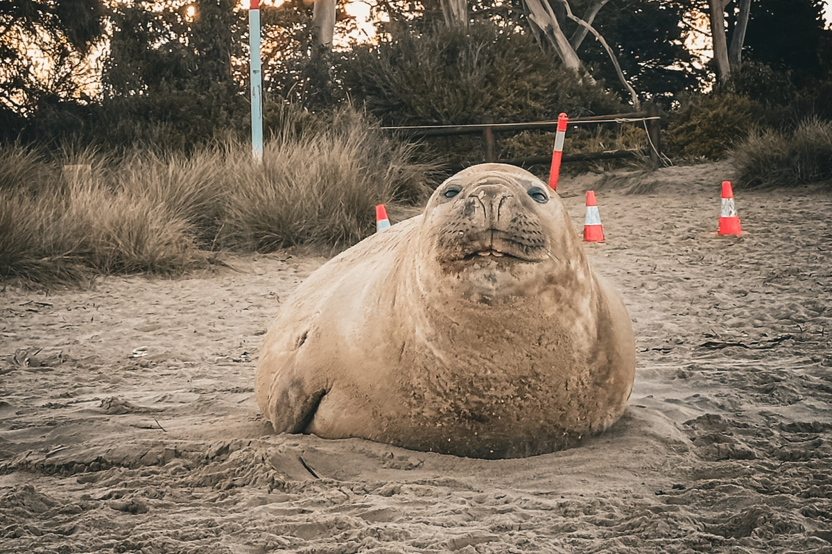 In Tasmania oltre 50 mila firme per salvare Neil, la foca diventata una star del web
